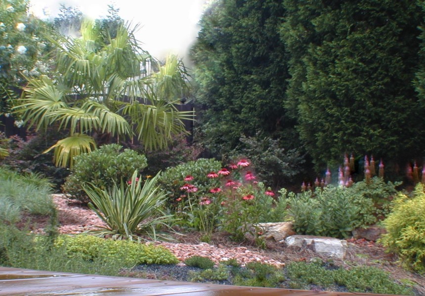 Tropical drought tolerant xeriscape